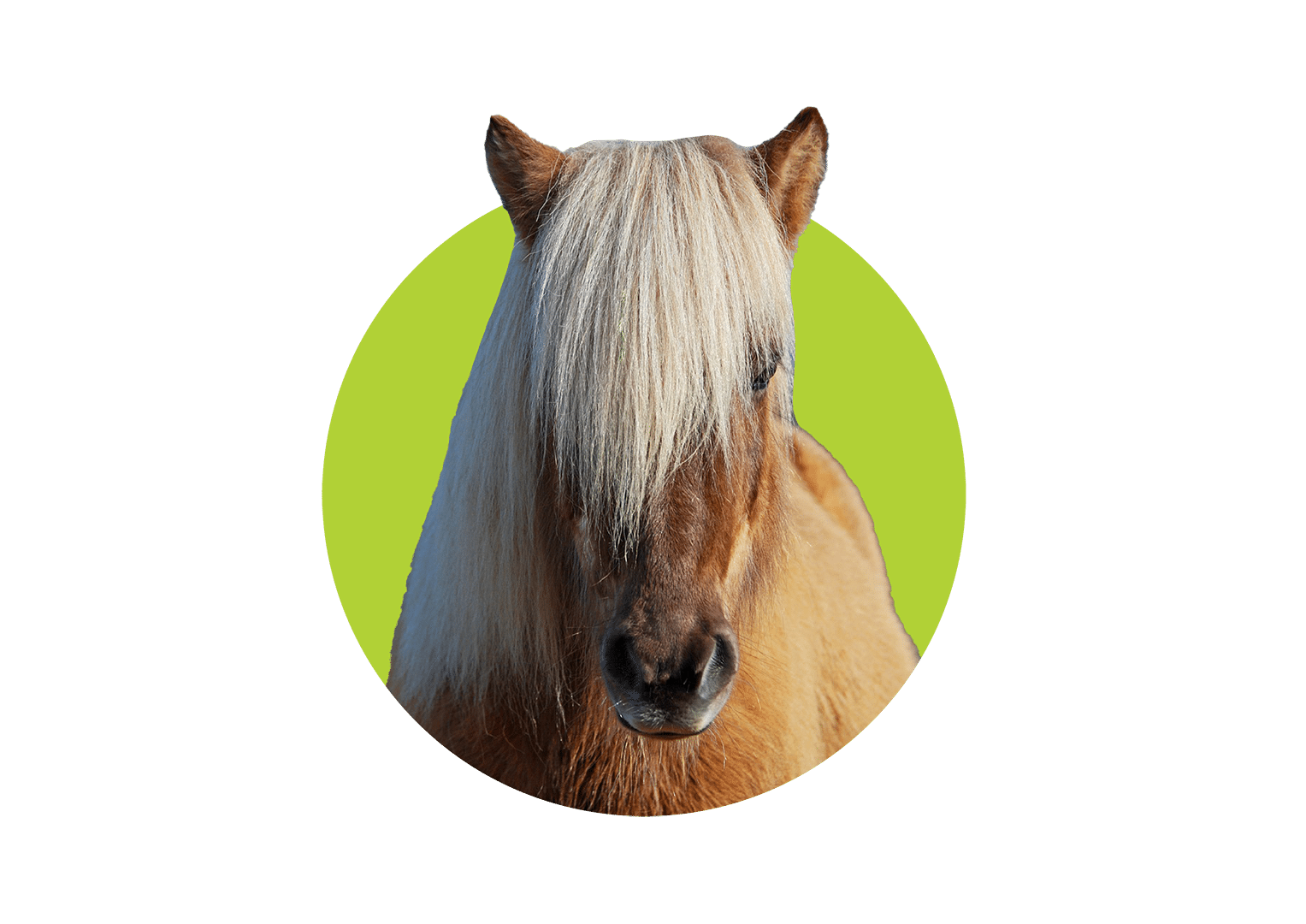Pferd_besteTierversicherung_Tierversicherungsmakler für Pferde, Hunde und Katzen