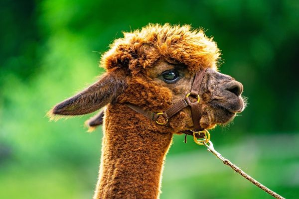 Alpakafuehrer.jpg Alpakafuehrer.jpg