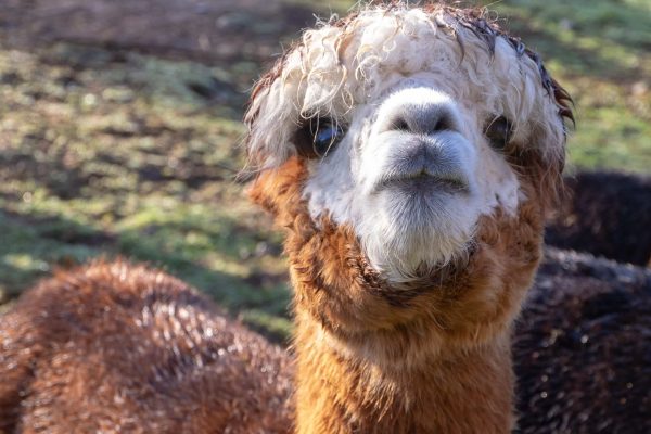 Alpakalebensversicherung-scaled.jpg Alpakalebensversicherung-scaled.jpg