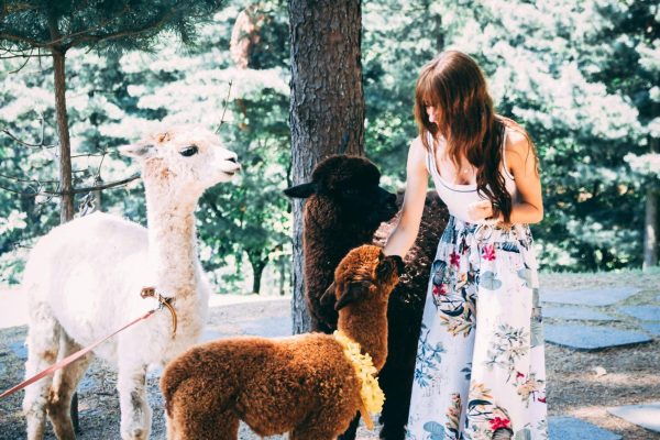 Alpakatourversicherung-scaled.jpg Alpakatourversicherung-scaled.jpg