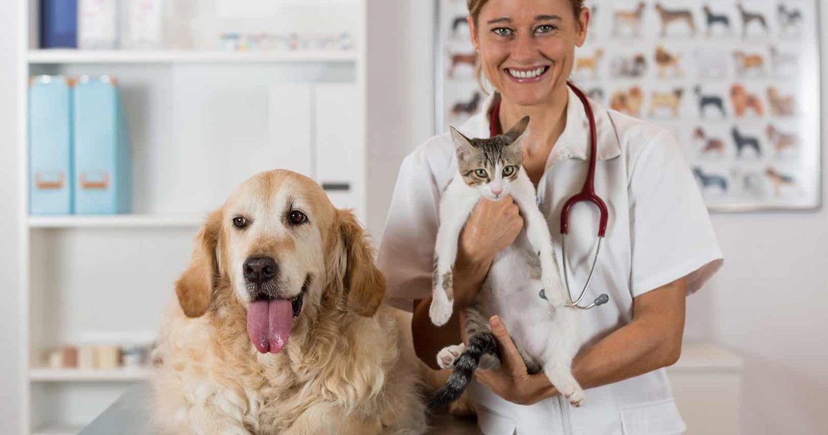 Veterinary consultation with his Golden Retriever dog and cat