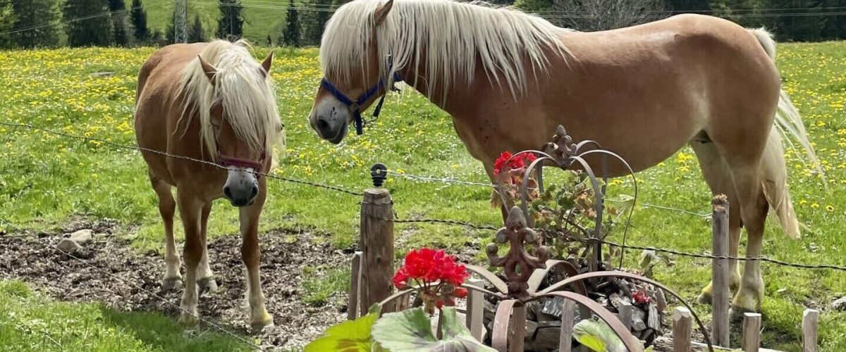 Tierhalter, Pferde, Tierhalterabsicherung, Tierhalterhaftpflicht, die beste Tierversicherung